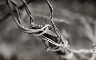 Päihde- ja mielenterveysongelmat nivoutuvat usein toisiinsa